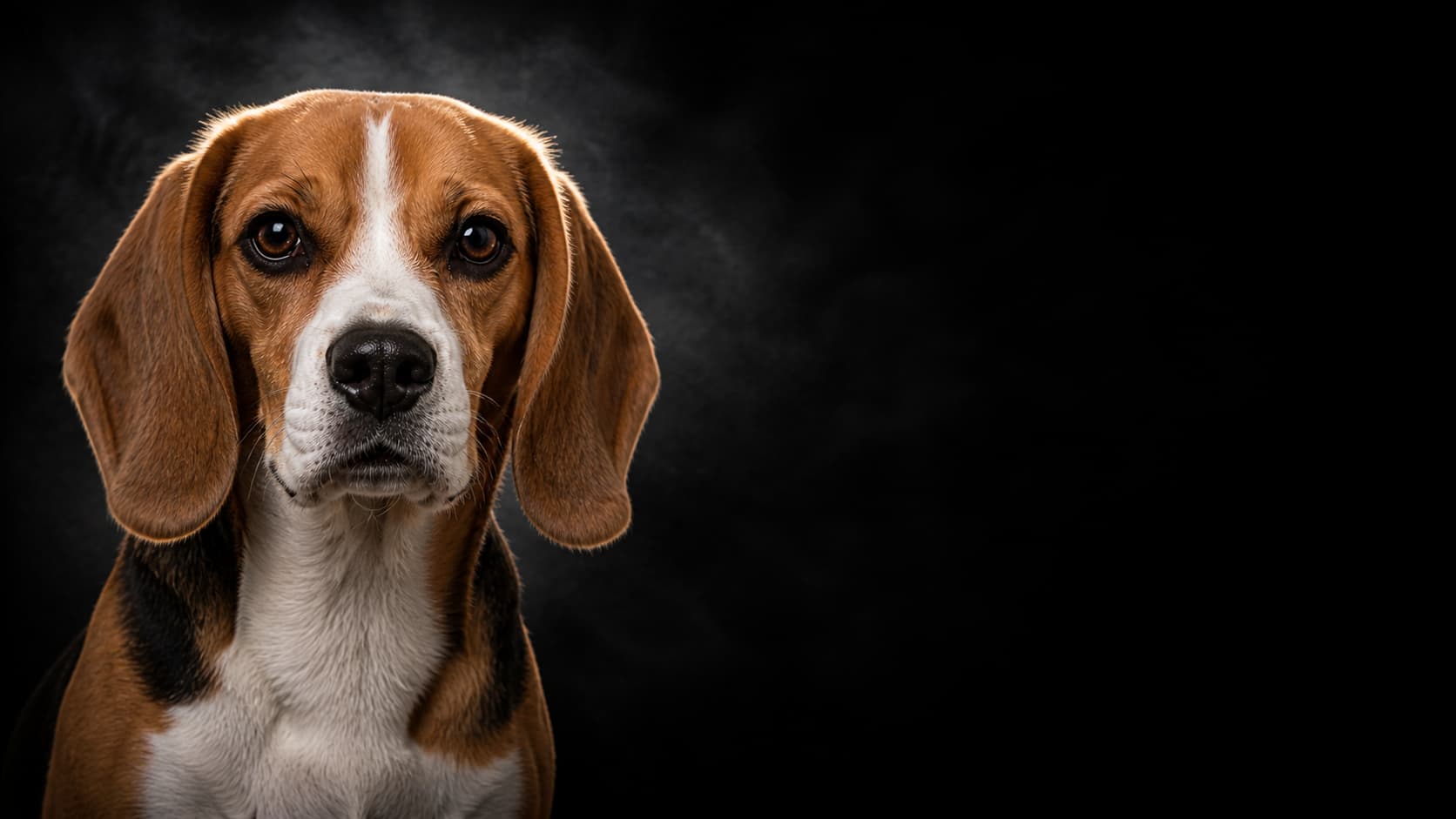 Beagle portrait — Hound Dog Group