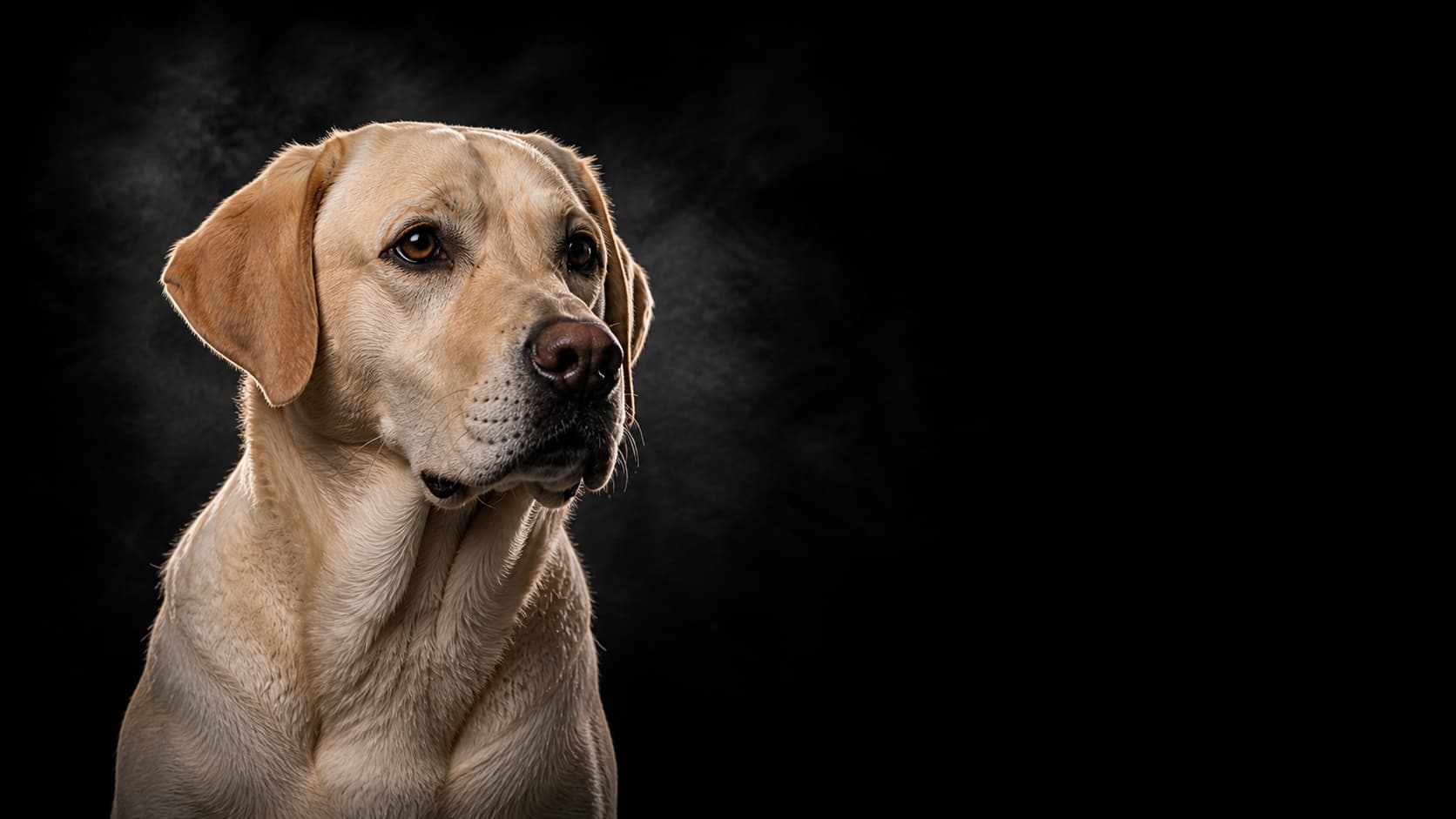 Labrador Retriever portrait — Sporting Dog Group