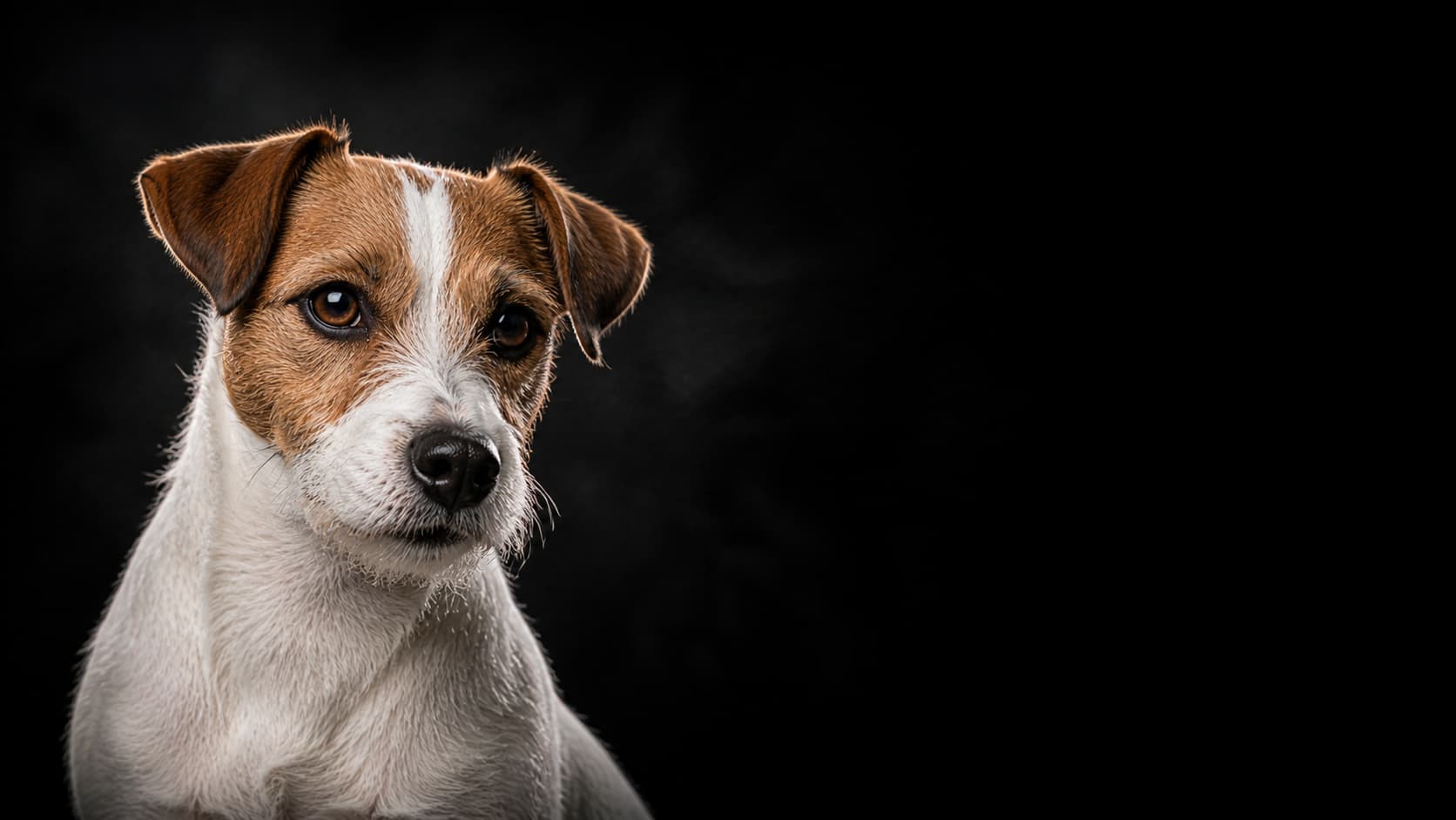 Jack Russell Terrier portrait — Terrier Dog Group